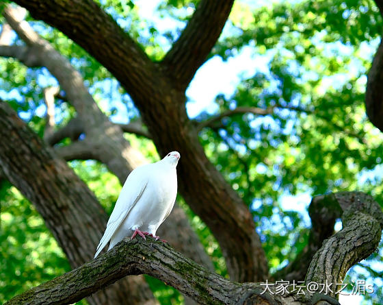 松鼠🐿️，鸽子🕊️_宠物