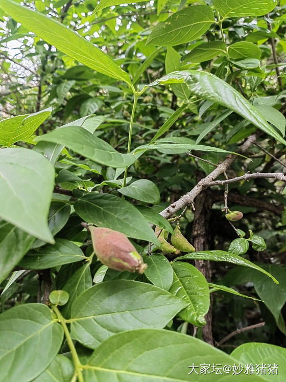 这是什么果子呢？_植物