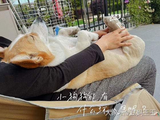 近期的花花狗狗差不多啦_花