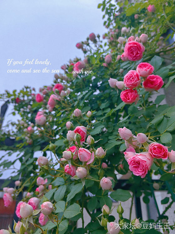 近期的花花狗狗差不多啦_花