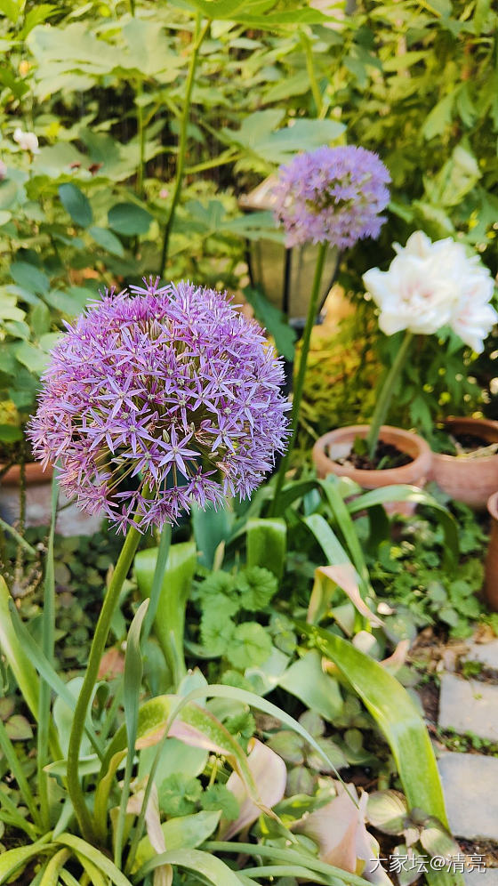 最美的季节_生活植物闲聊