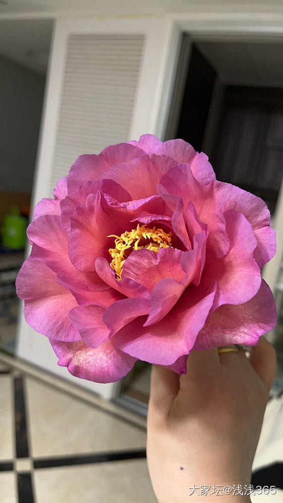 初来乍到，发一些美美的芍药🌹_花