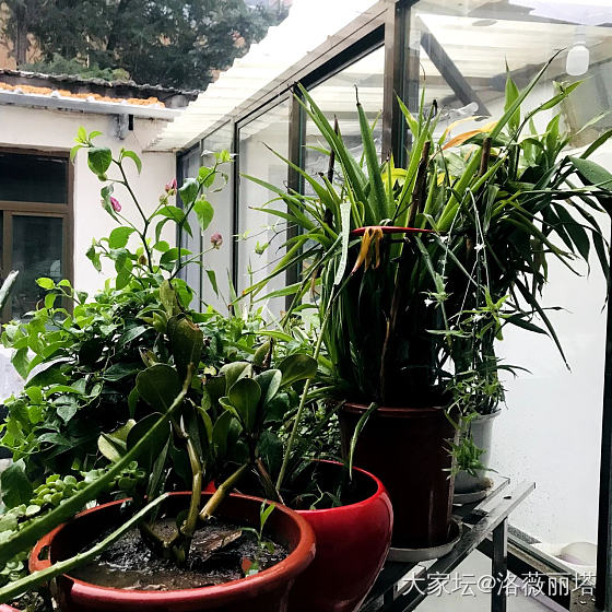北方有住一楼带院的姐妹么？居住体验感如何，现在想置换房子，想要一个一楼带院子_房子