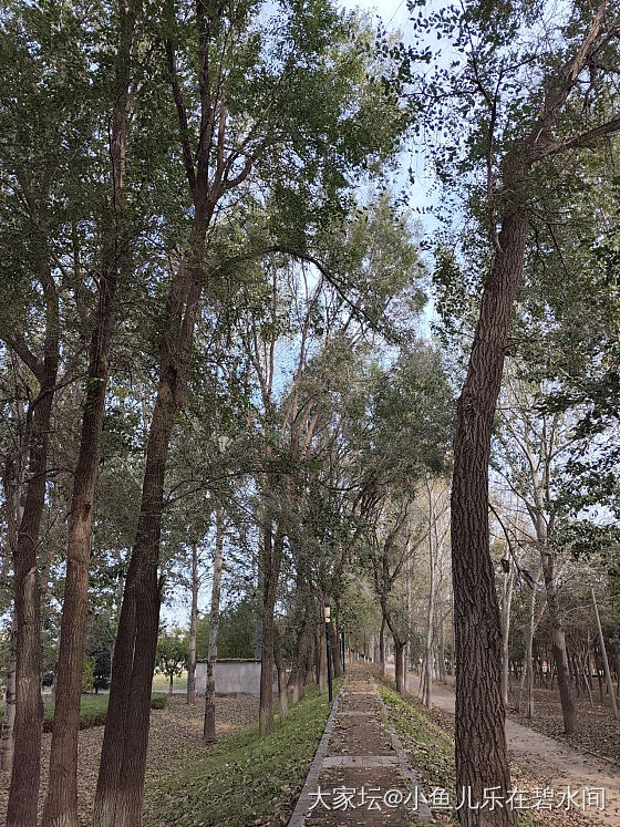 去年的秋天，落叶铺满地_景色