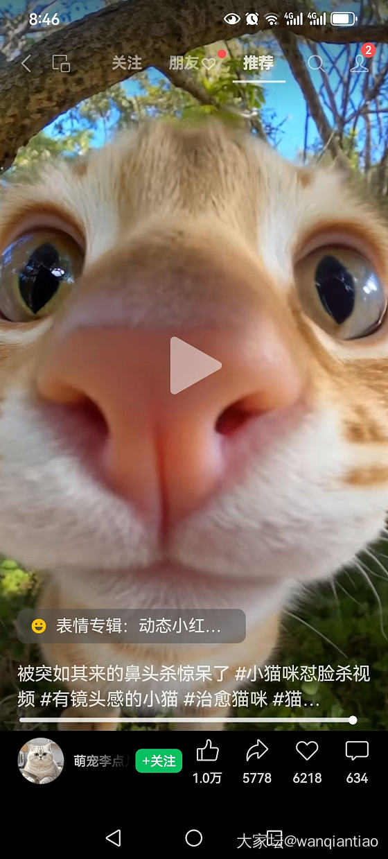 肥头大耳_猫