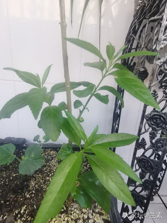 蓝莓？_水果