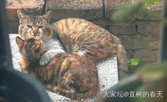 “人，这是小咪，很好看…”_生活闲聊猫