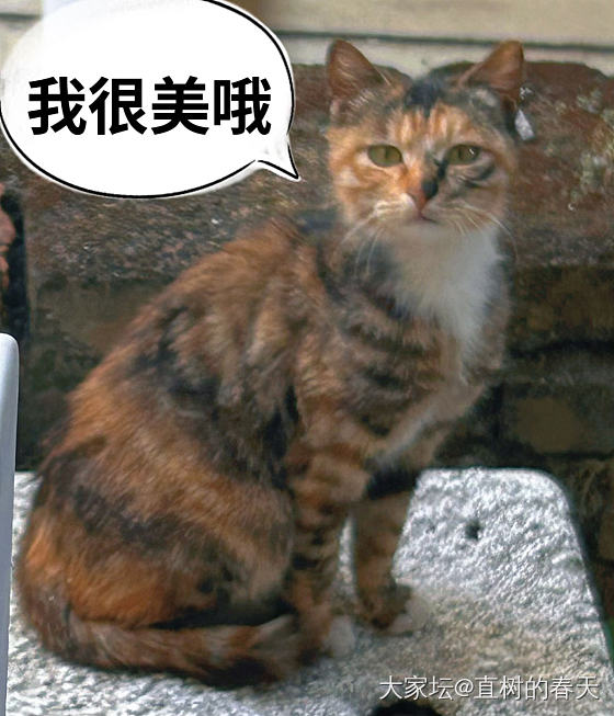 “人，这是小咪，很好看…”_生活闲聊猫