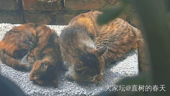 “人，这是小咪，很好看…”_生活闲聊猫