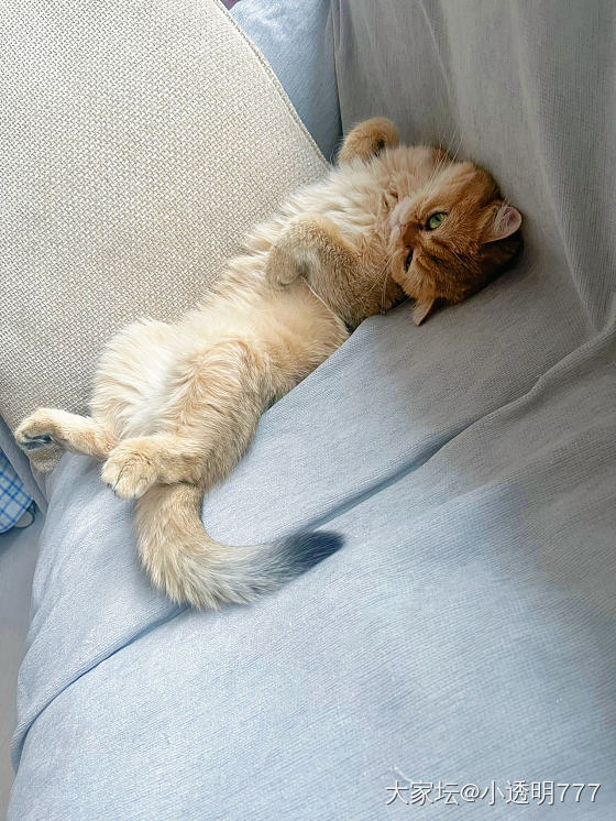 傲娇小猫_金
