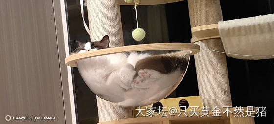 五一上盘大菜😄_猫