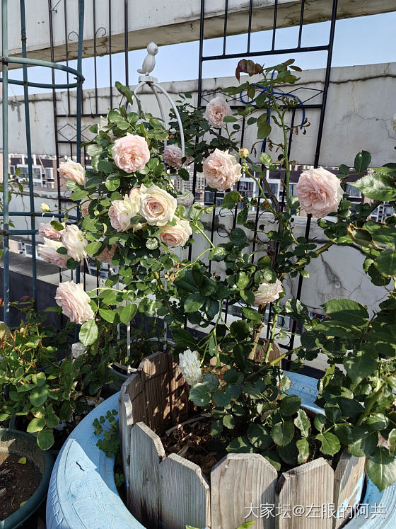 各位姐妹，五一快乐。_花
