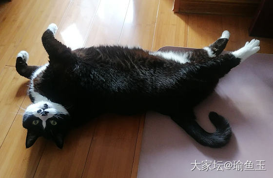 有小猫咪随便卖萌🤣_猫宠物