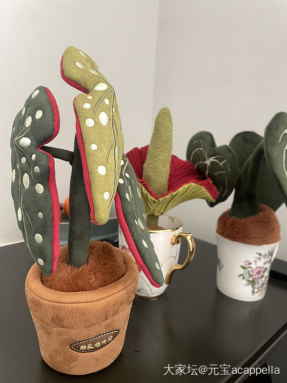 五一在家养植物_植物
