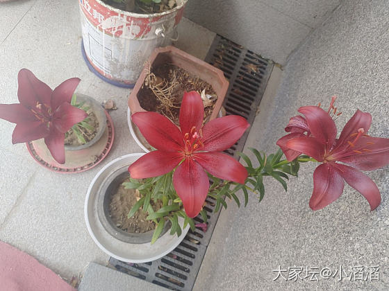 暗语系