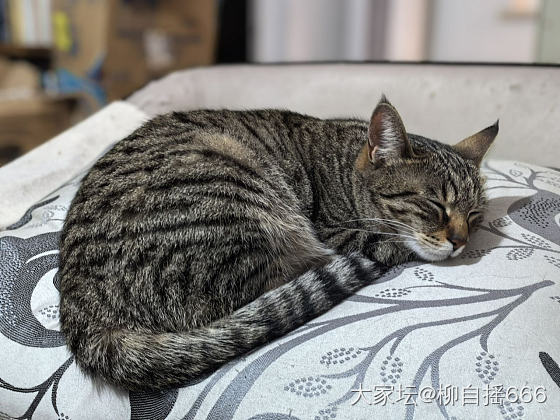 假日营业猫🐱_和田玉