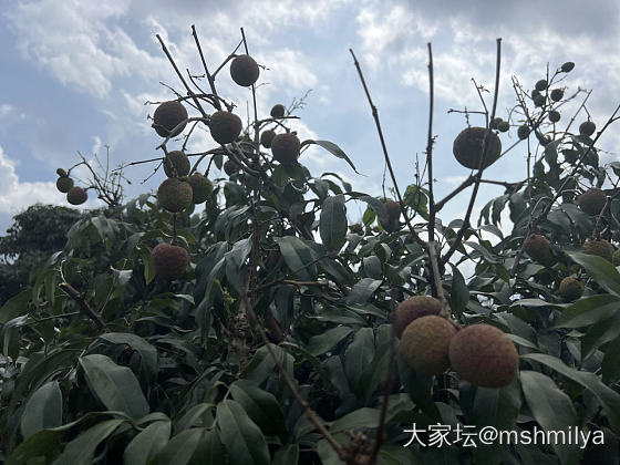 摘荔枝拉_水果生活