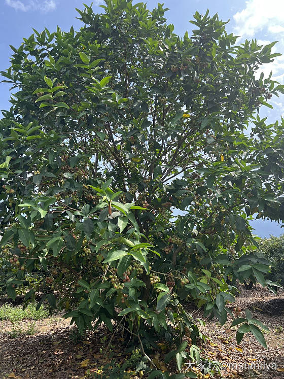 摘荔枝拉_水果生活