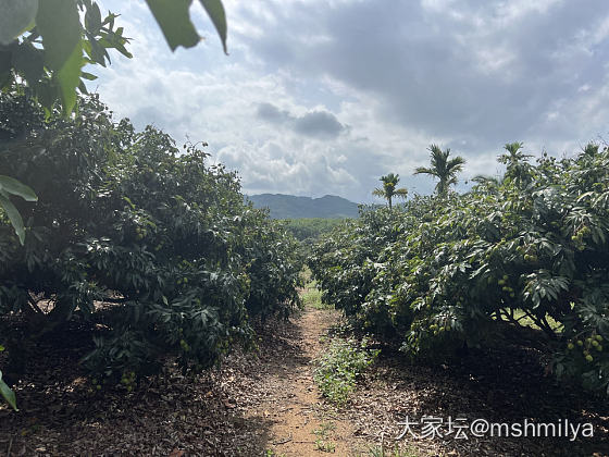 摘荔枝拉_水果生活
