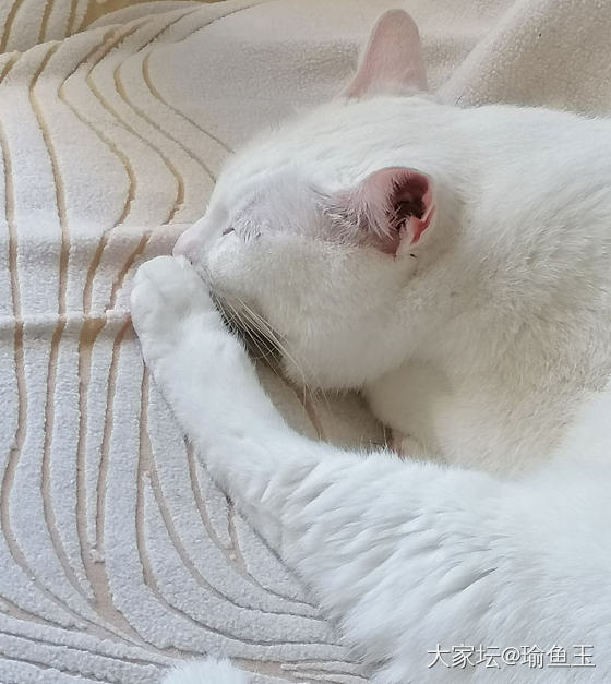 有些小猫咪，搞笑的一本正经_猫宠物
