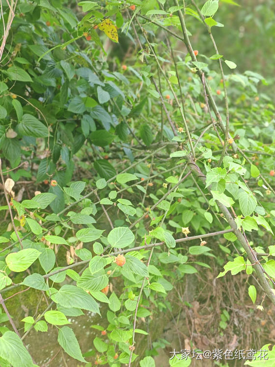 开心一刻：野果子自由。_植物