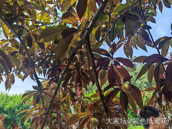 开心一刻：野果子自由。_植物