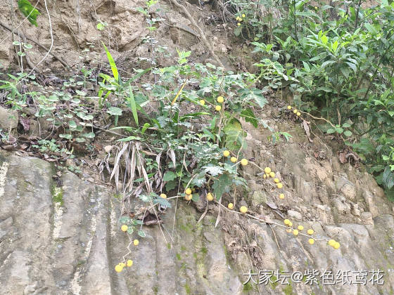 开心一刻：野果子自由。_植物