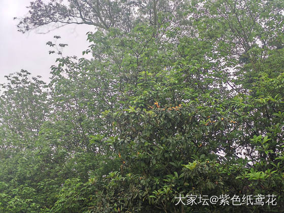 开心一刻：野果子自由。_植物