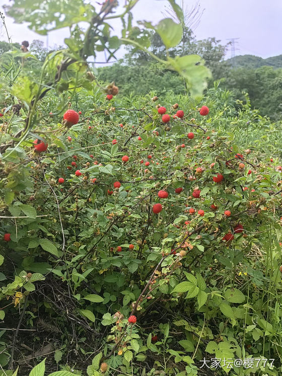 节日还是回农村吧！_菜园