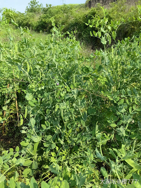 节日还是回农村吧！_菜园