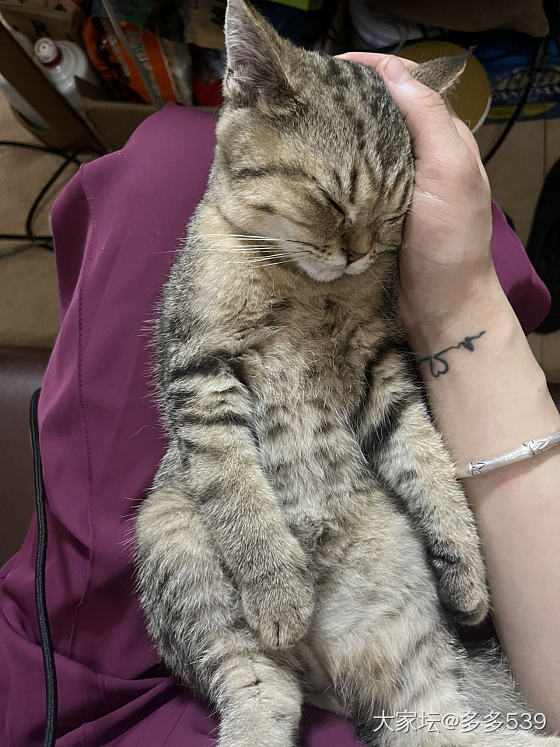 手心里的宝😘_猫
