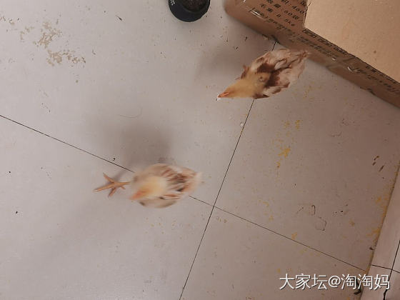 小鸡_宠物