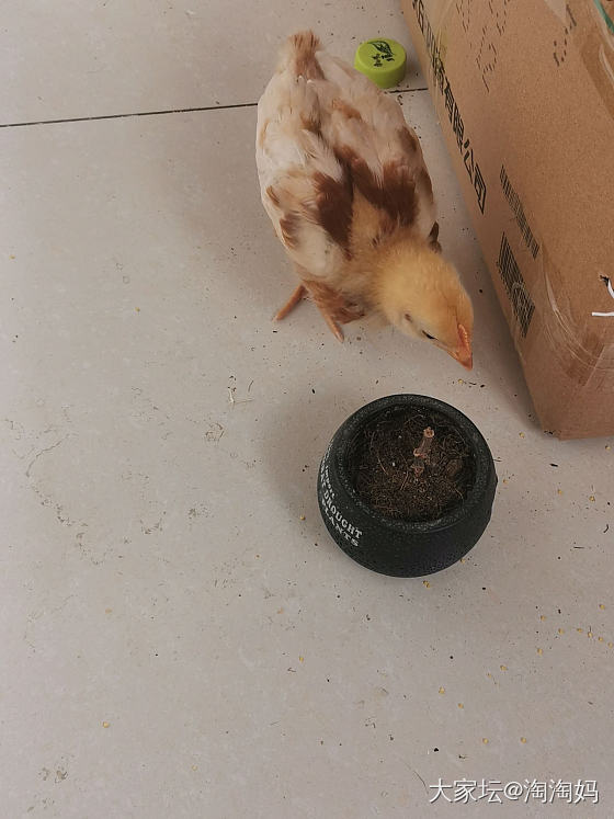 小鸡_宠物