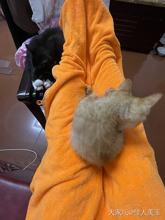手心里的宝😘_猫