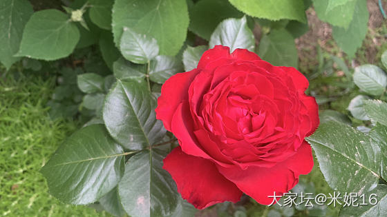 春和景明秀月季_花