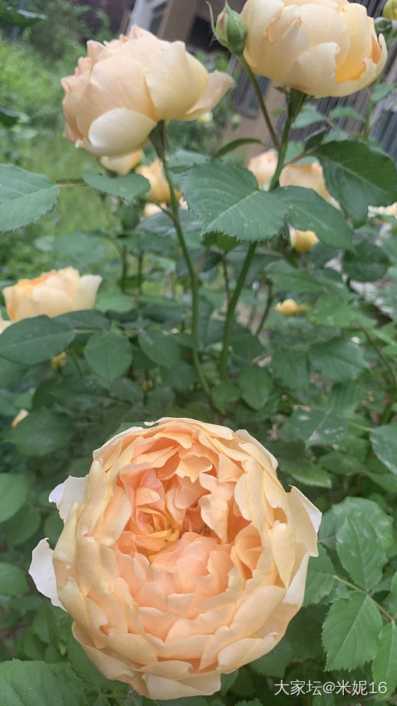 春和景明秀月季_花