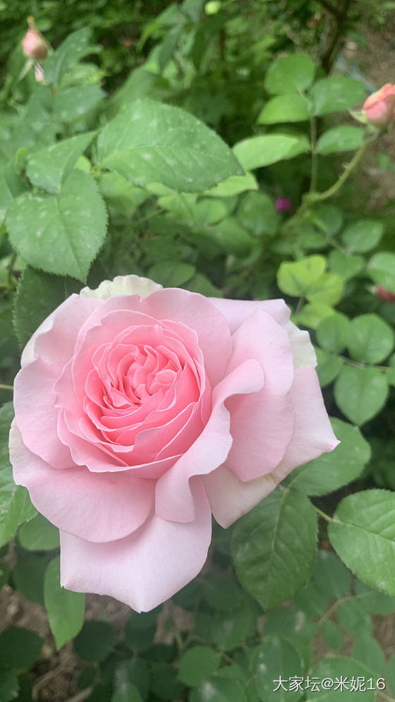 春和景明秀月季_花