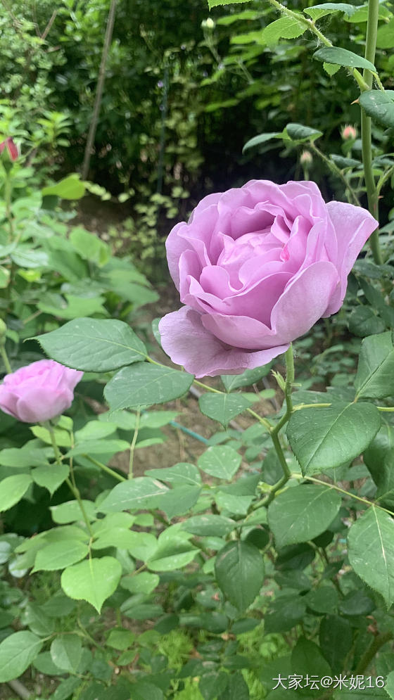 春和景明秀月季_花