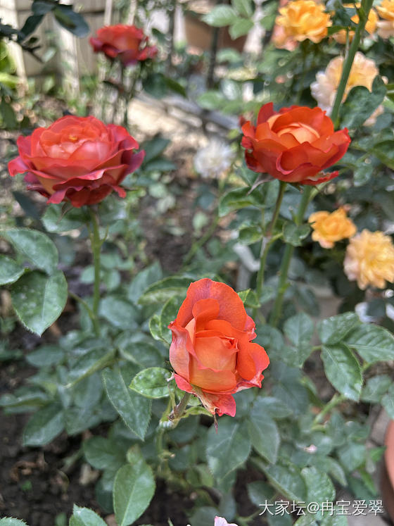 热烈奔放_花