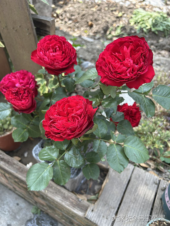 热烈奔放_花