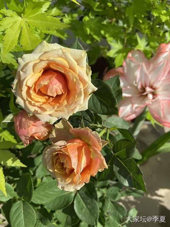 五月的花季_花