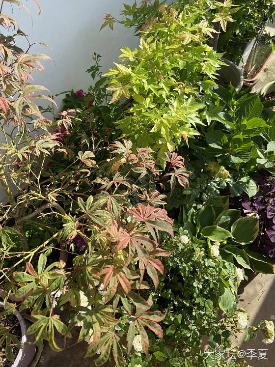 五月的花季_花