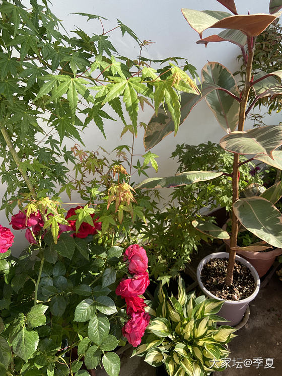 五月的花季_花