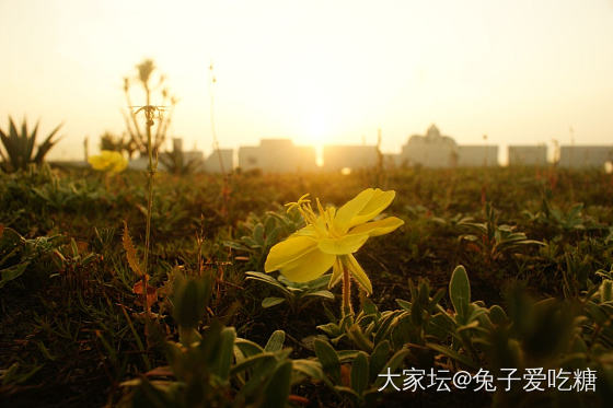 蹲守到海上的日出_旅游
