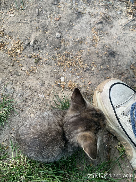 好小的一只猫咪，它好想跟着我，可家里人不同意养_猫
