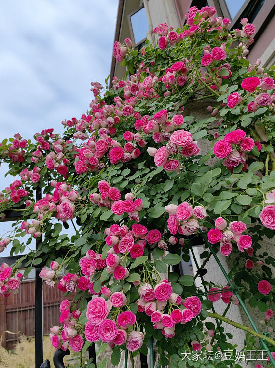 胭脂扣最后的怒放 明天去新家了_花