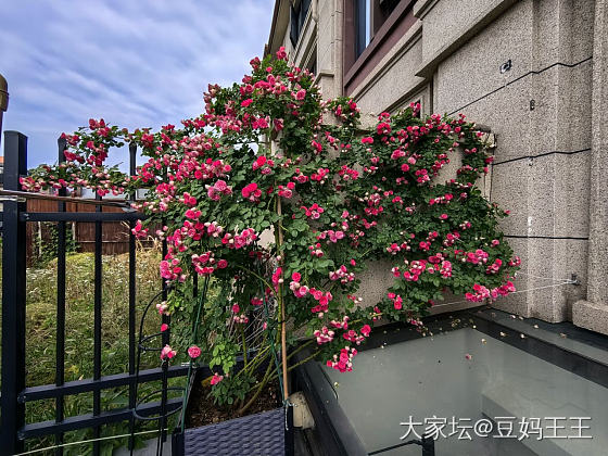 胭脂扣最后的怒放 明天去新家了_花