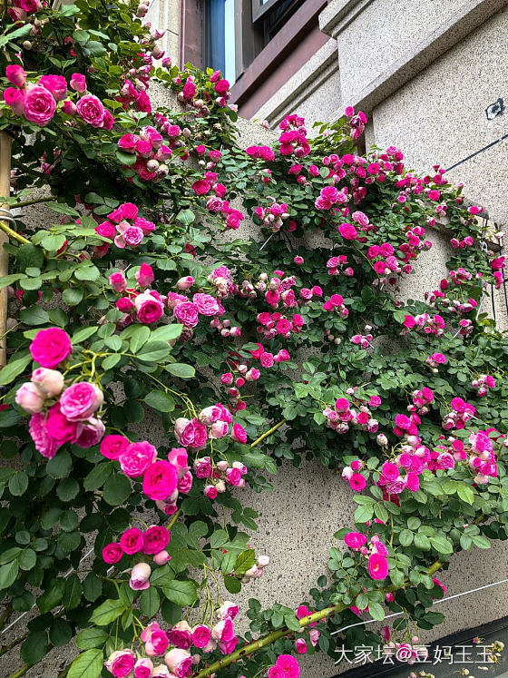 胭脂扣最后的怒放 明天去新家了_花