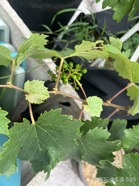 看这长势，今年应该有口福了_植物