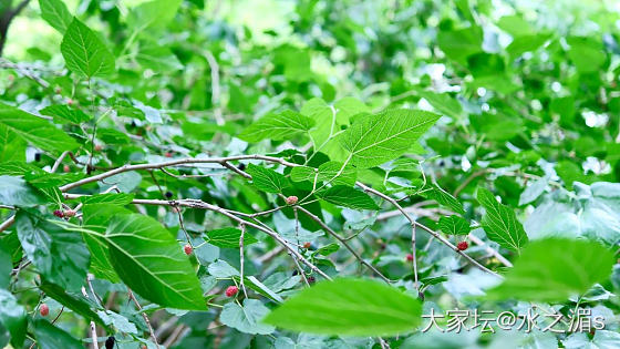 野生桑葚～_水果